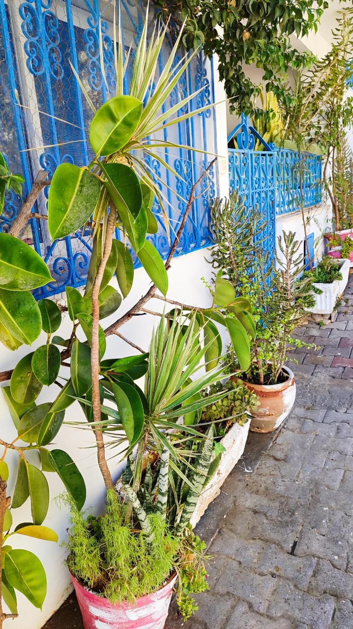 Cosy Appartement In "Sidi Bou Said" Exterior foto